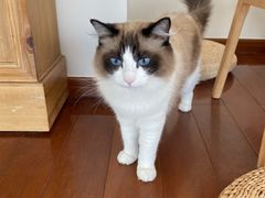 -Catmate·猫肥家润(金润铂宫店)