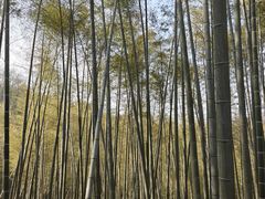 -潜山国家森林公园