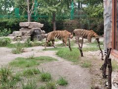 -上海野生动物园老虎餐厅