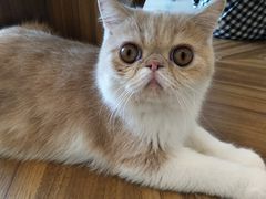 -飞行喵MR PILOT|猫舍·猫咖(静安大融城店)