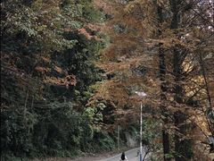 -凤栖山