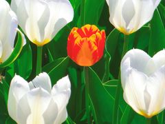 -北京植物园-展览温室