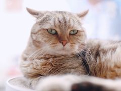 -喵屿·大理花园猫咖