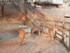 -北京鹿世界主题园