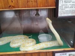 -上海大自然野生昆虫馆(东方明珠·爬宠昆虫探索中心)