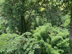 -西双版纳原始森林公园