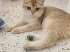 -猫域·湾主题猫咖·宠物吧(南坪城市广场店)