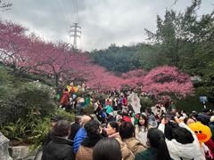 -重庆彩云湖湿地公园