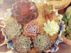 iphone_upload_pic-双季花艺园艺市场(浦东店)
