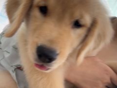 -佳雯宠物医院·皮肤科·内外科(春晓路分院)