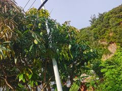 -湄洲岛