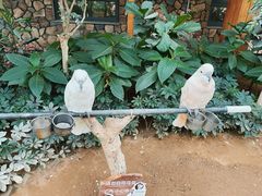 -南宫五洲植物乐园