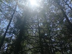 -峡谷浮石林景区