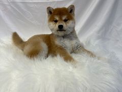 -萌宠之家·腊肠犬·马尔泰·小体犬舍