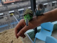 -怪兽屋·羊驼·猫咖·狗咖(俊华广场店)