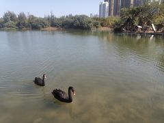 -五缘湾湿地公园