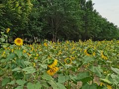 -长白岛森林公园