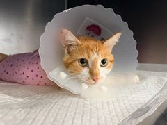 -纳吉亚猫专科动物诊疗中心(蒋宅口分院)