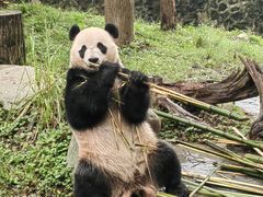 -都江堰中华大熊猫苑