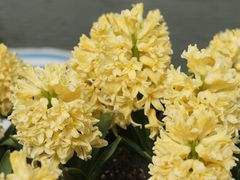 -上海鲜花港