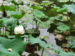-福建鲤鱼洲酒店