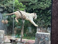 -清迈夜间动物园