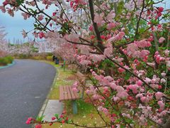 -顾村公园