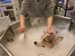 -PETKIT小佩宠物(古北店)