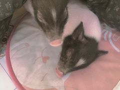 -RU DUCK柯尔鸭公社·撸鸭俱乐部·羊驼·小香猪
