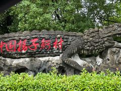 -中国扬子鳄村
