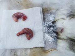 -关爱宠物医院·猫科中心·消化科(滨湖万达分院)