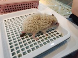 -Moni星球萌宠·小马宝莉·灵蛇·高端高阶全萌宠互动体验俱乐部(红豆国际广场店)