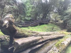 -阿里山神木遗迹
