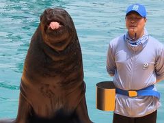 -秦皇岛乐岛海洋王国