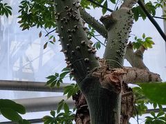 -国家植物园