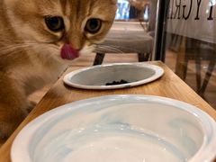 -袖虎·猫馆(体育西路店)