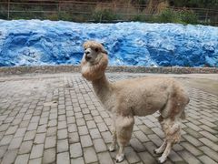 -栾川竹海野生动物园