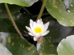 -紫竹院公园冰场