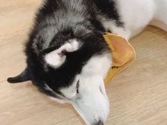 -Husky Go! 哈士奇体验馆·宠物咖啡厅狗咖