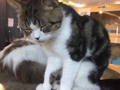 -more than meow吴止猫主题餐厅(承德 中船汇店)