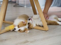 -浣熊柯尔鸭土拨鼠·电玩咖