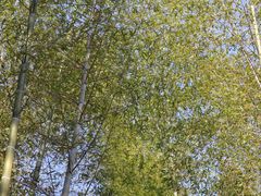 -军营村