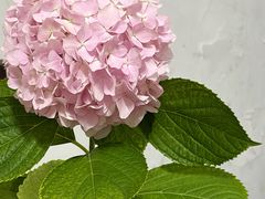 -白玉兰小吃(新村路店)