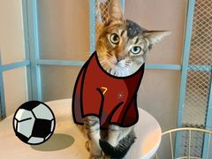 -喵屿·大理花园猫咖