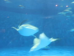 -鹿儿岛水族馆