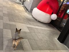 -MARSMART PETS火星宠物超市(1733店)