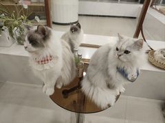 -共舞时光猫咖·狗咖(新街口店)