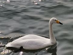 -烟墩角天鹅湖