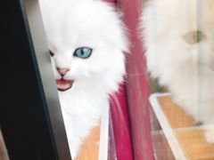 -MOLLY'S萌宠生活馆