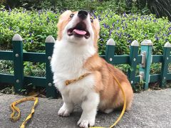 -东莞宠友24H宠物中心医院·转诊夜诊·异宠(新河北路院)